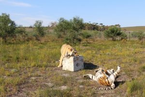 Enrichment Program & Team Building | Panthera Africa