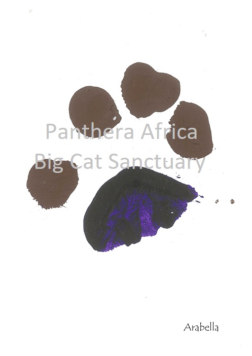Arabella's PAW Print
