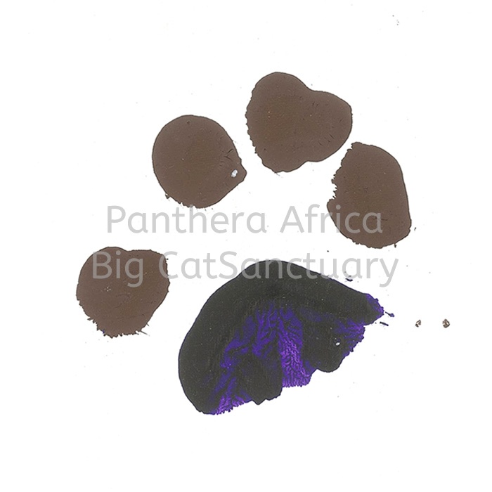 Arabella's PAW Print