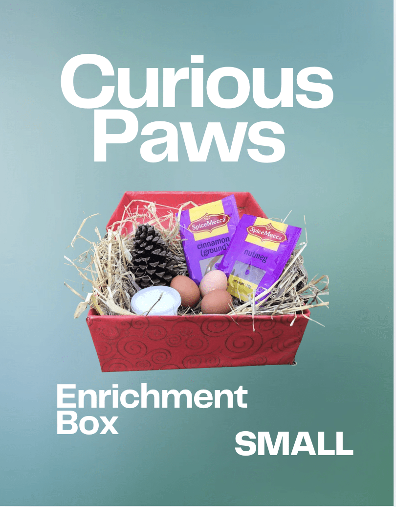 Curious Paws Enrichment Box (Small)