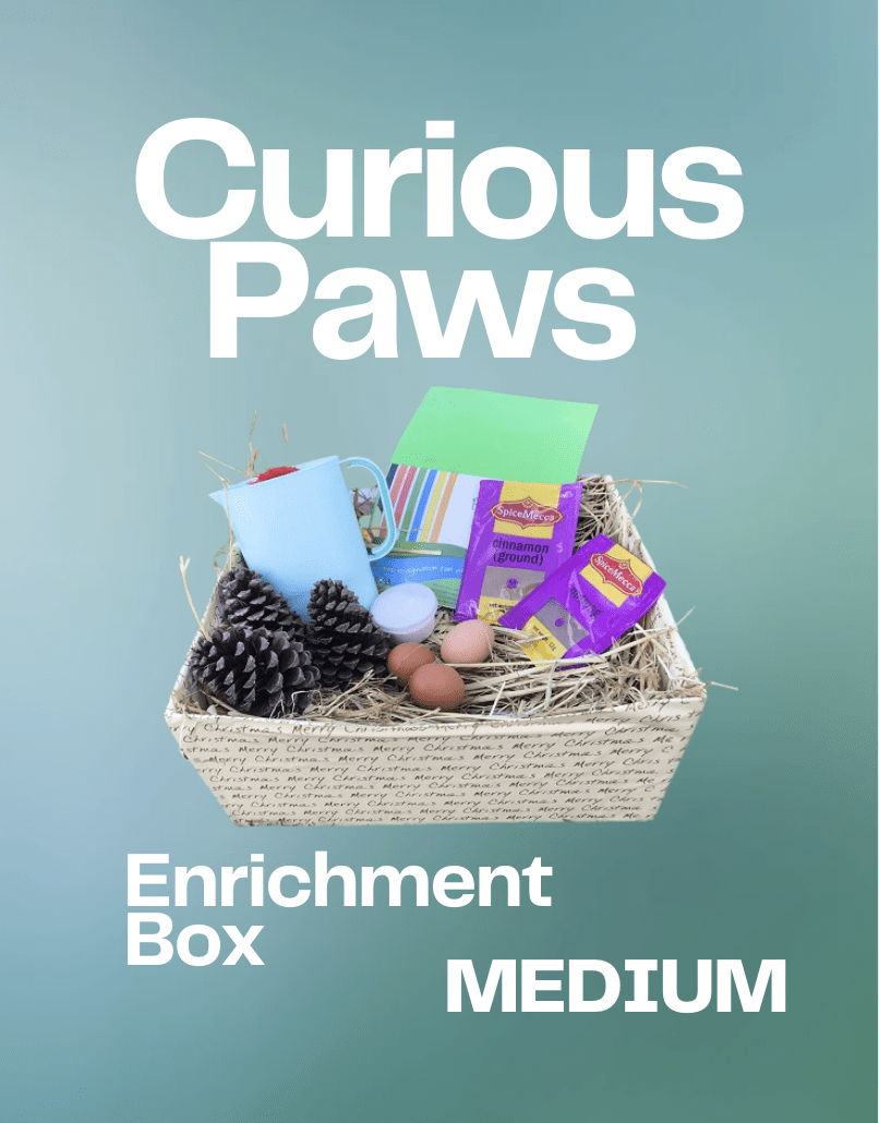 Curious Paws Enrichment Box (Medium)