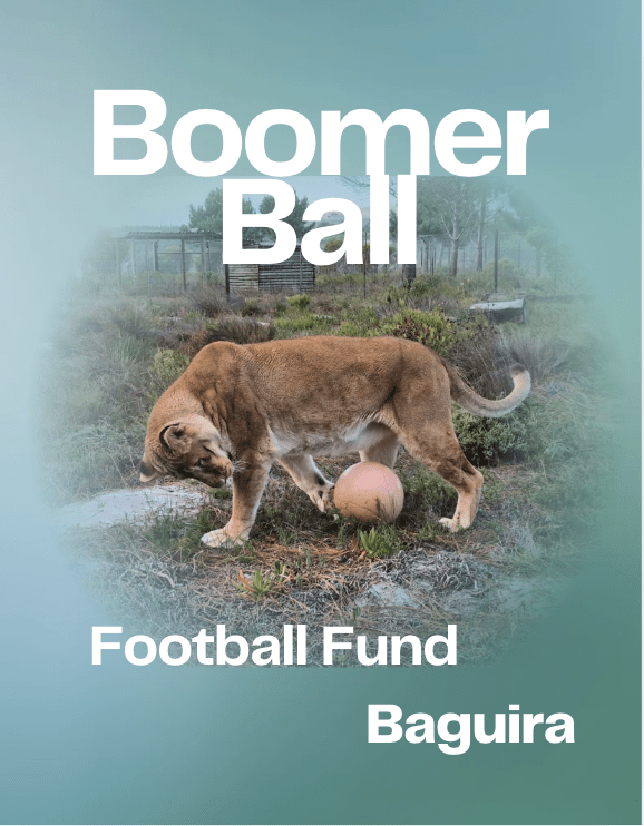 Big Cat Boomer Ball