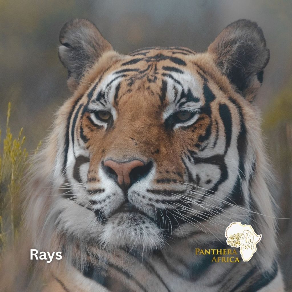 Rays will be remembered Wildfires at Panthera Africa