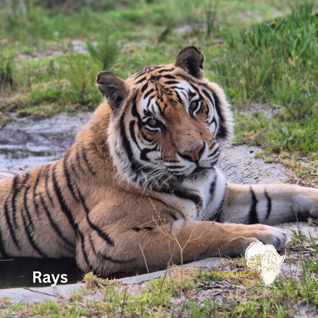 Rays will be remembered Wildfires at Panthera Africa