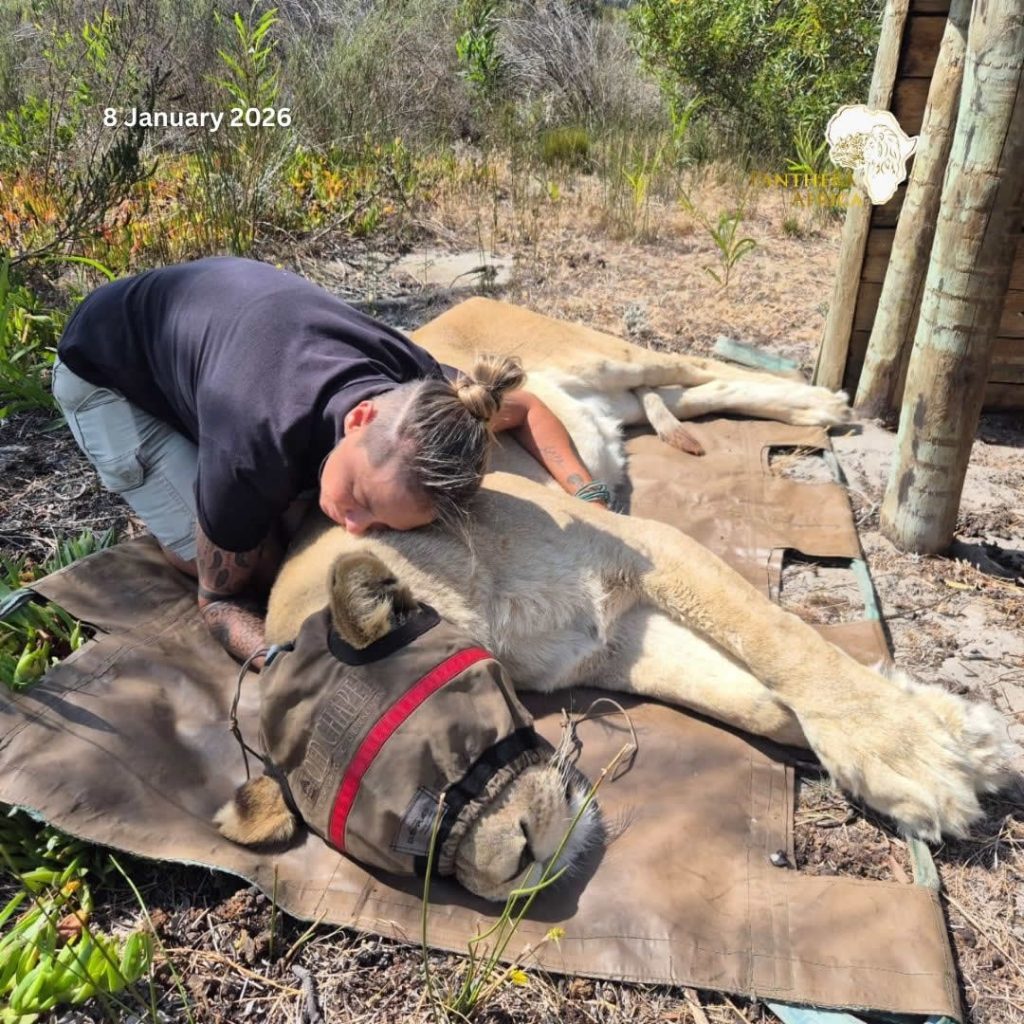 Wildfires Animal Rescue at Panthera Africa