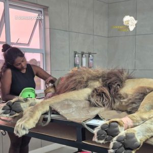 Wildfires Animal Rescue at Panthera Africa