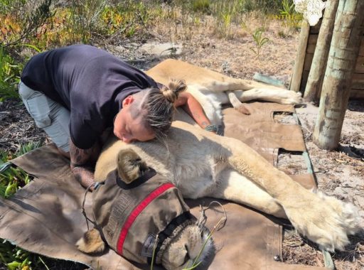 Wildfires Animal Rescue at Panthera Africa