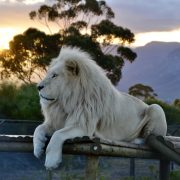 White lion Oliver at Sunset